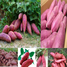 SBJEI-FRESH PINK SWEET POTATO